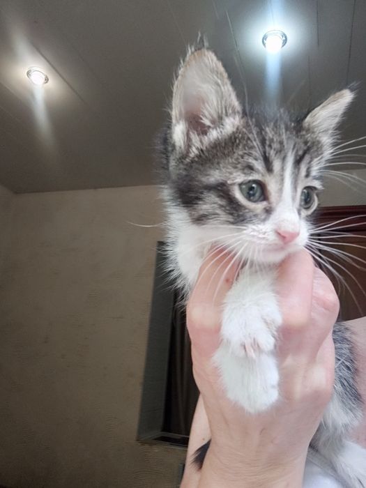 Котята срочно в хорошие руки. Мальчик и девочка.. Лоток знают. Здоровы