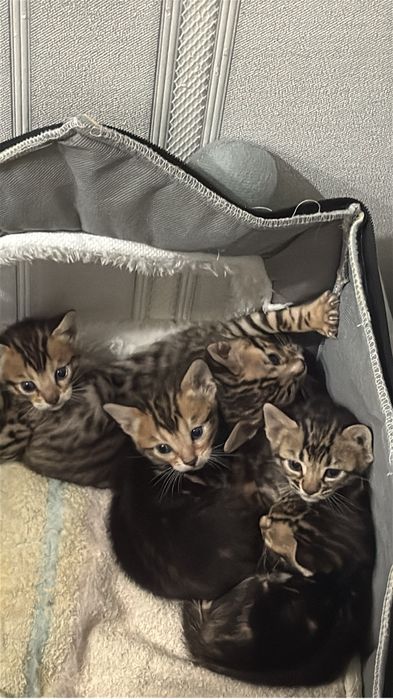 продаю котят бенгальский породы