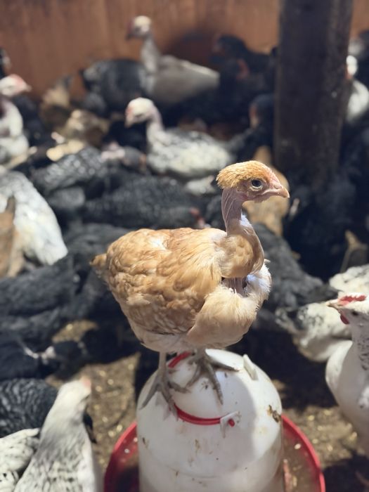 Петушки ломан браун