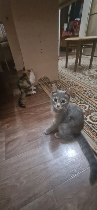 Домашние животные