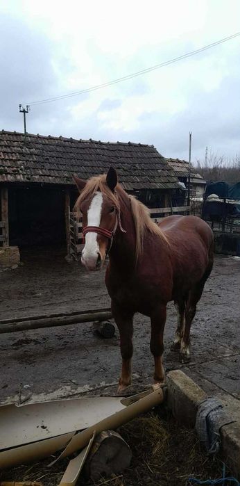 Vând.  mânza. De doi  ani