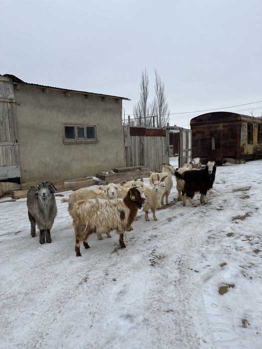 Ешкі серке сатылады