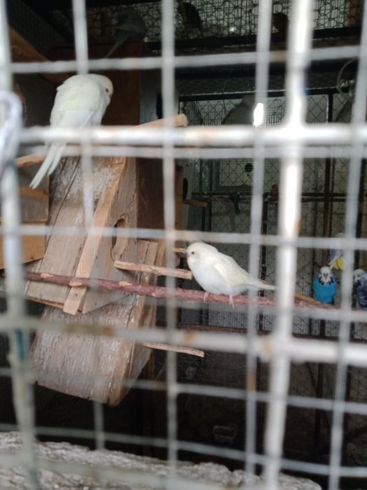 Продаются попугаи мраморные