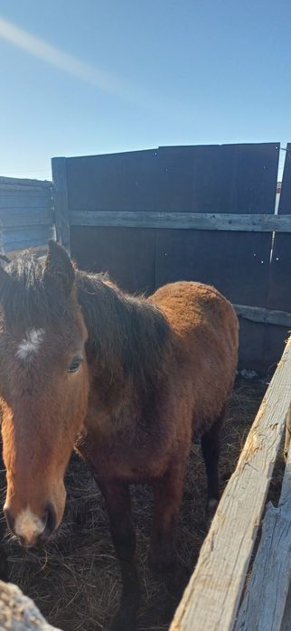 Продам тай 1  годоловый