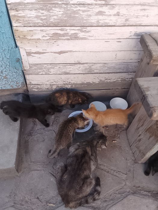 Отдам котят в хорошие руки