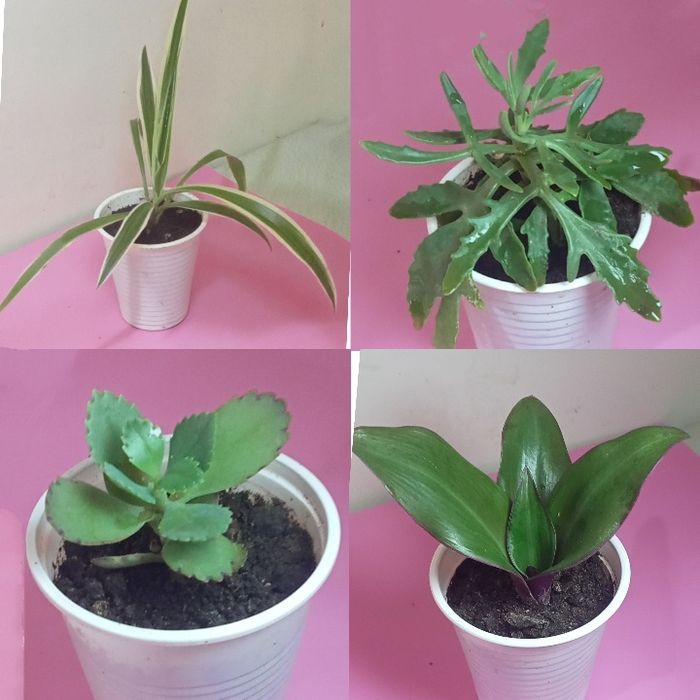 Продам. Ускорененные отростки.