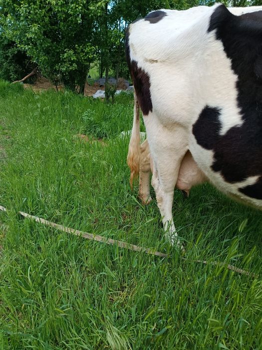 Vaca gestanta buna de lapte
