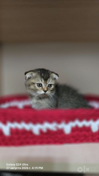 Scottish Fold (Shodlandskaya vislouxaya)
