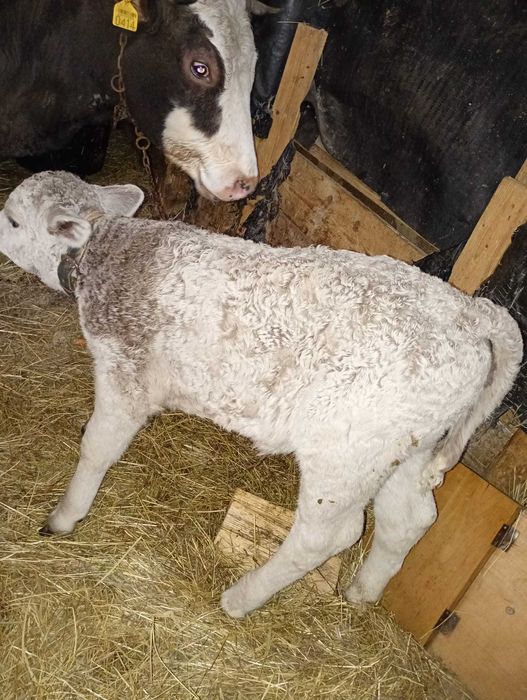 Vand vacă cu vițică