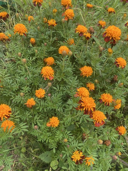 Продам дачу сад южный