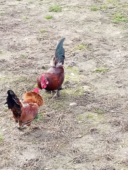Găini și cocos italiana perlata, marans , găini pitice