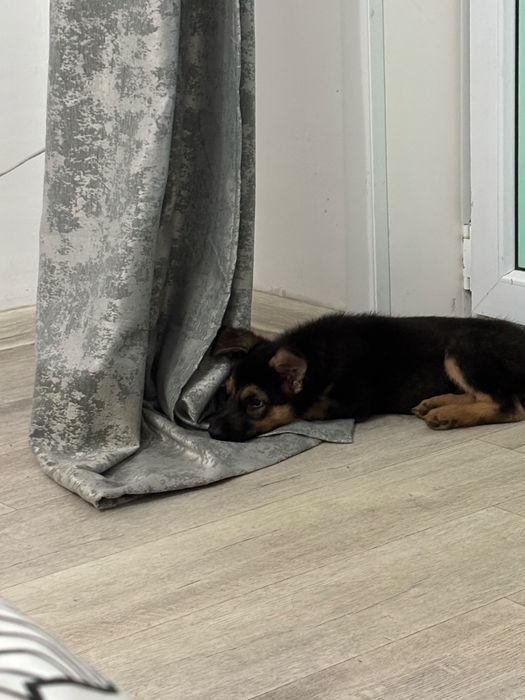 Продам щенка немецкой овчарки