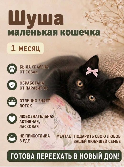 котята беспелатно