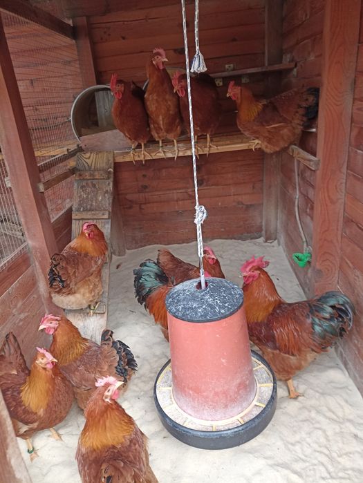 Разплодни/оплодени яйца