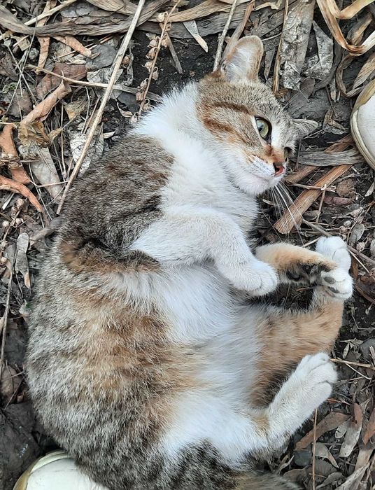 Котик приносящий счастье