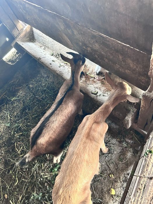 Vand urgent capre si iedute