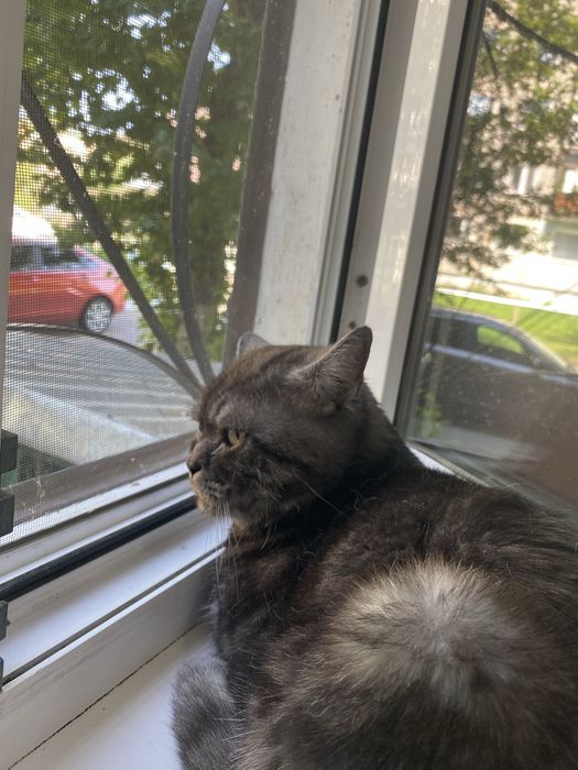 Кот породистый Британец