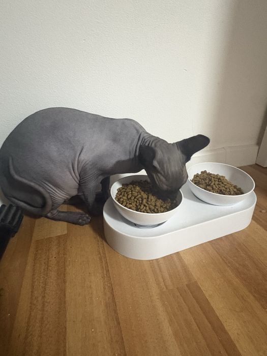 Продам сфинкса , возраст 1 г 3 м