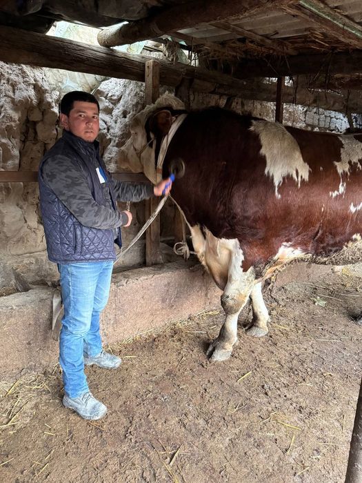 Toʻnali Buqala sotiladi