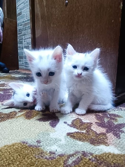 Котята ждут вас!