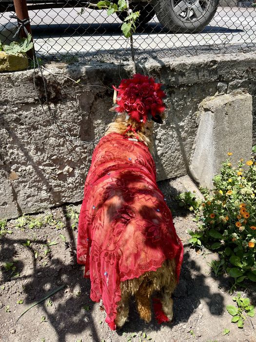 Украса за коч