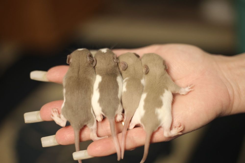 Крысята дамбо хаски