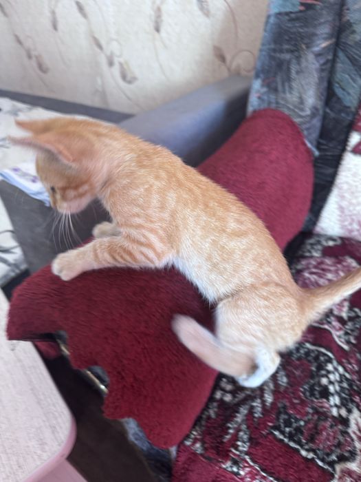 Отдам котенка в добрые руки