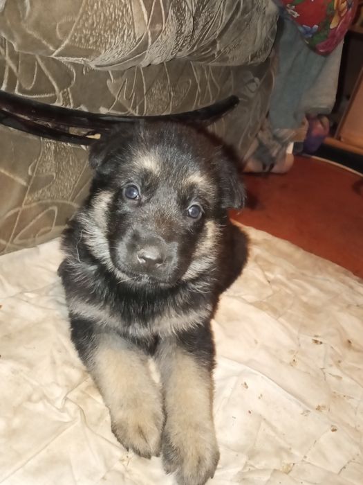 Щенки немецкой овчарки