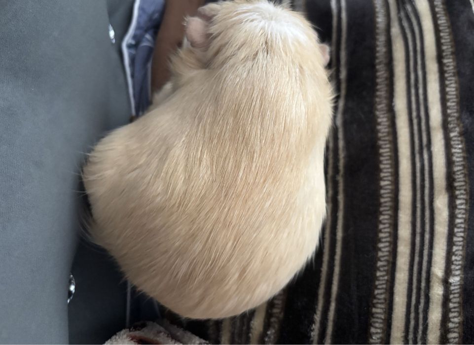 морская свинкааа