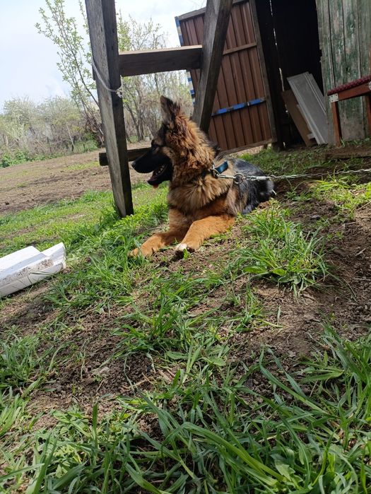 Немецкая овчарка  длино шорстная