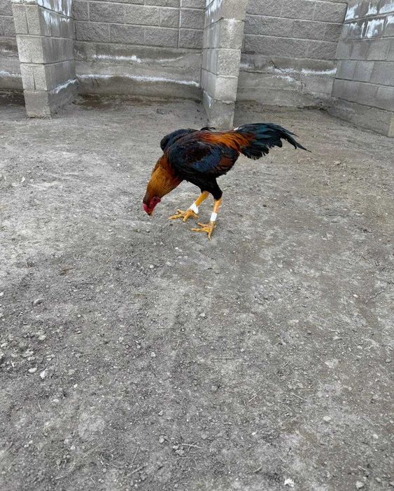 Дакан бойцовый    .