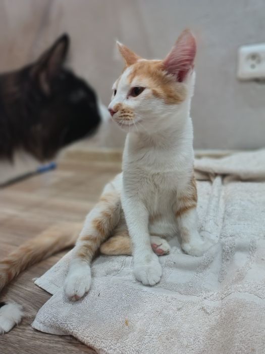 Котёнок в добрые руки