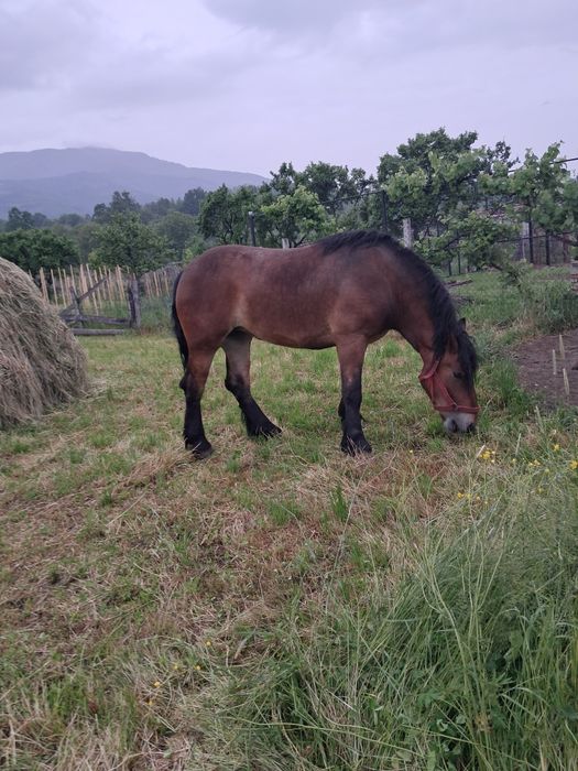 Manză de vanzare accept unele schimburi cu masini sau utilaje