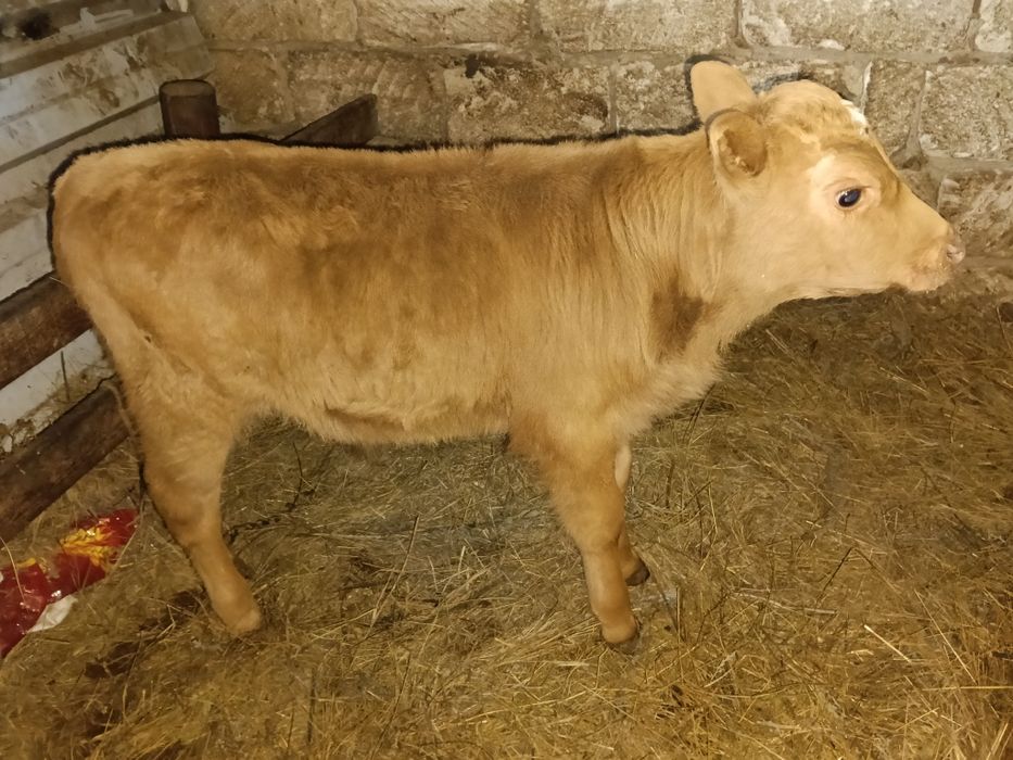 Бұзау сатылады...