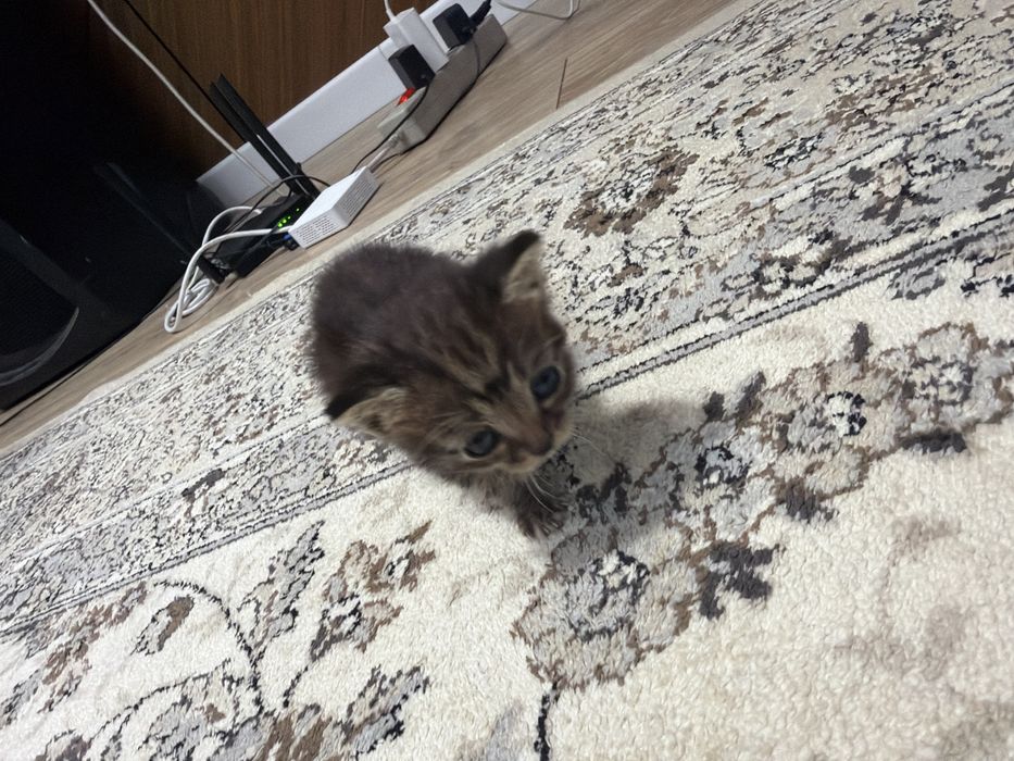 кошки 2 шт бесплатно