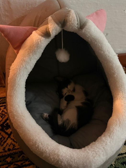 Отдам котенка даром