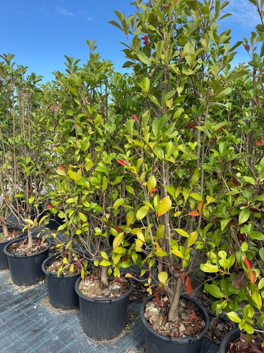 Platan   catalpa globular mesteacan  tei