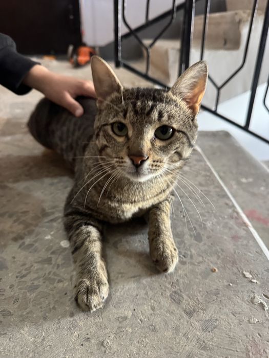 Кот заберите пожалуйста