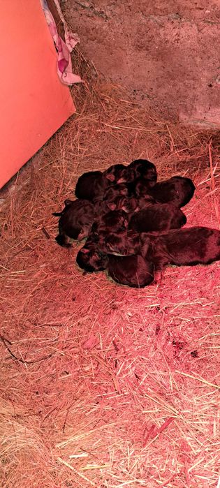 Бронь щенков немецкой овчарки