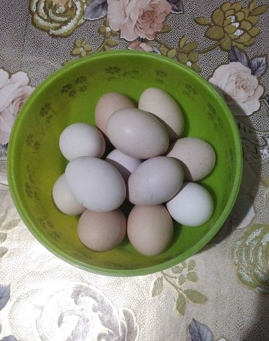 Продается домашние яйца