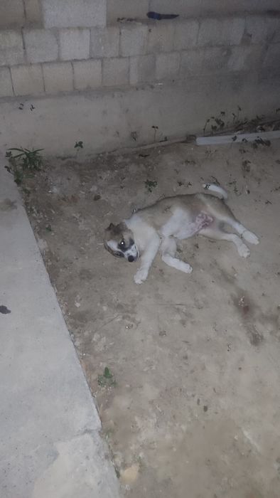 Alabay parodasi jinsi erkaka