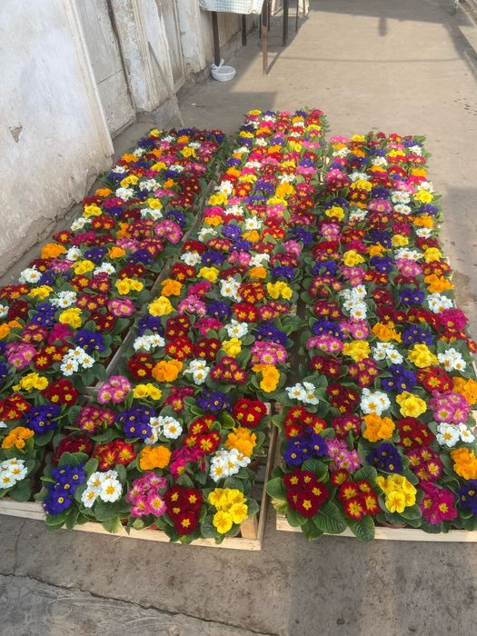 Mavsumiy gullar primula