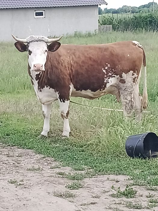 Vaca de vânzare  de trei ani