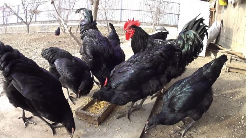 Qora shaxzoda tovuqlar sotiladi