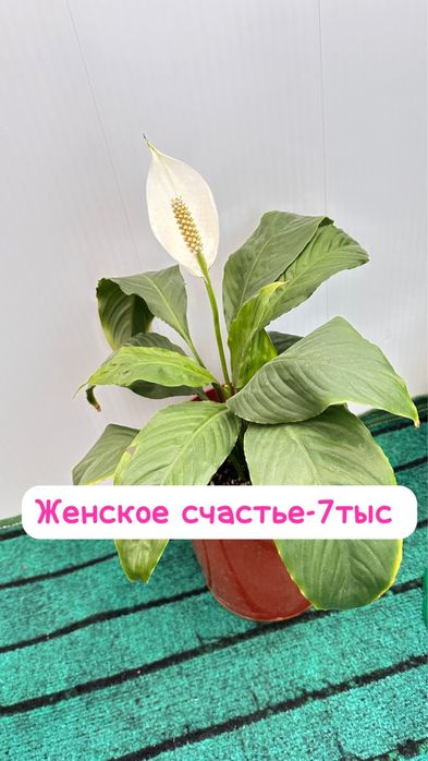 Панданус,Диффенбахия ,Женское счастье