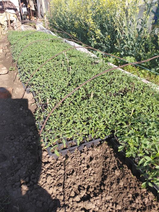 Разсади Домат, Краставици  и Пипер