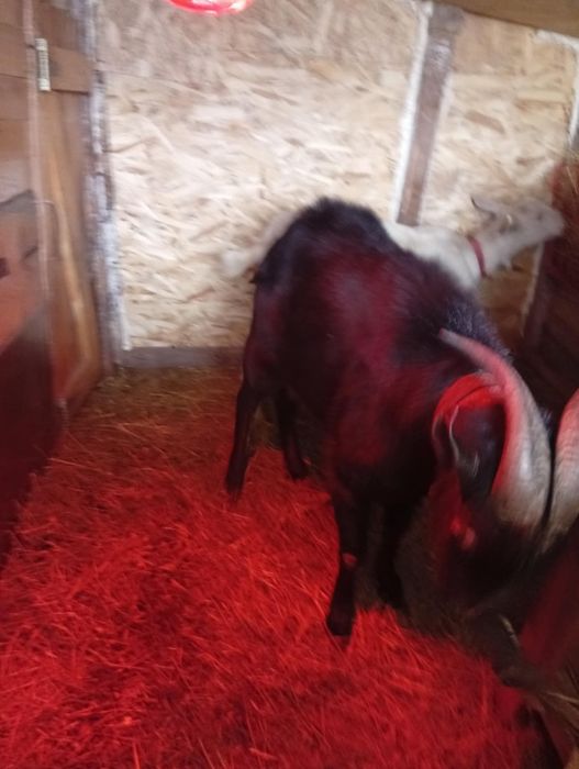 Vând  sau schimb tap de rasa murciana