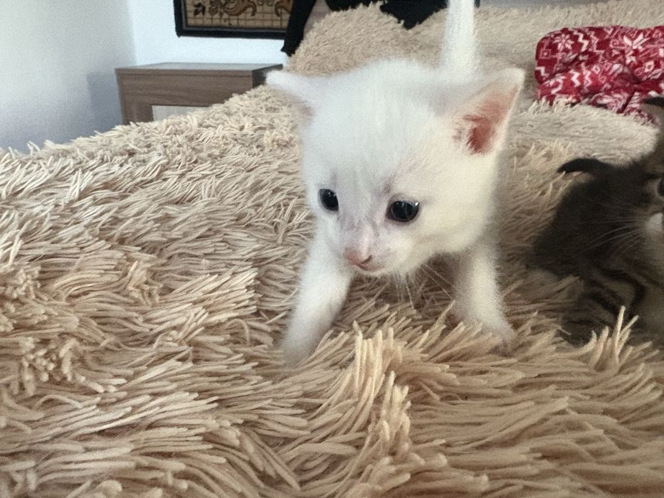 Раздаем котят,БЕСПЛАТНО!