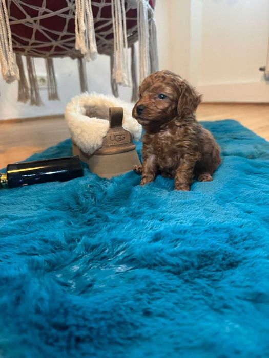 Poodle baietel jucăuș și iubitor