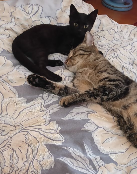 Малышка  ищет свой дом